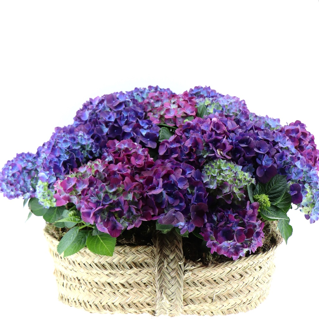 Cesta de Hortensias