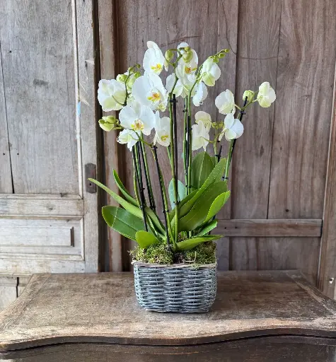 [W-PLACESORQU] Cesta de Orquídeas 
